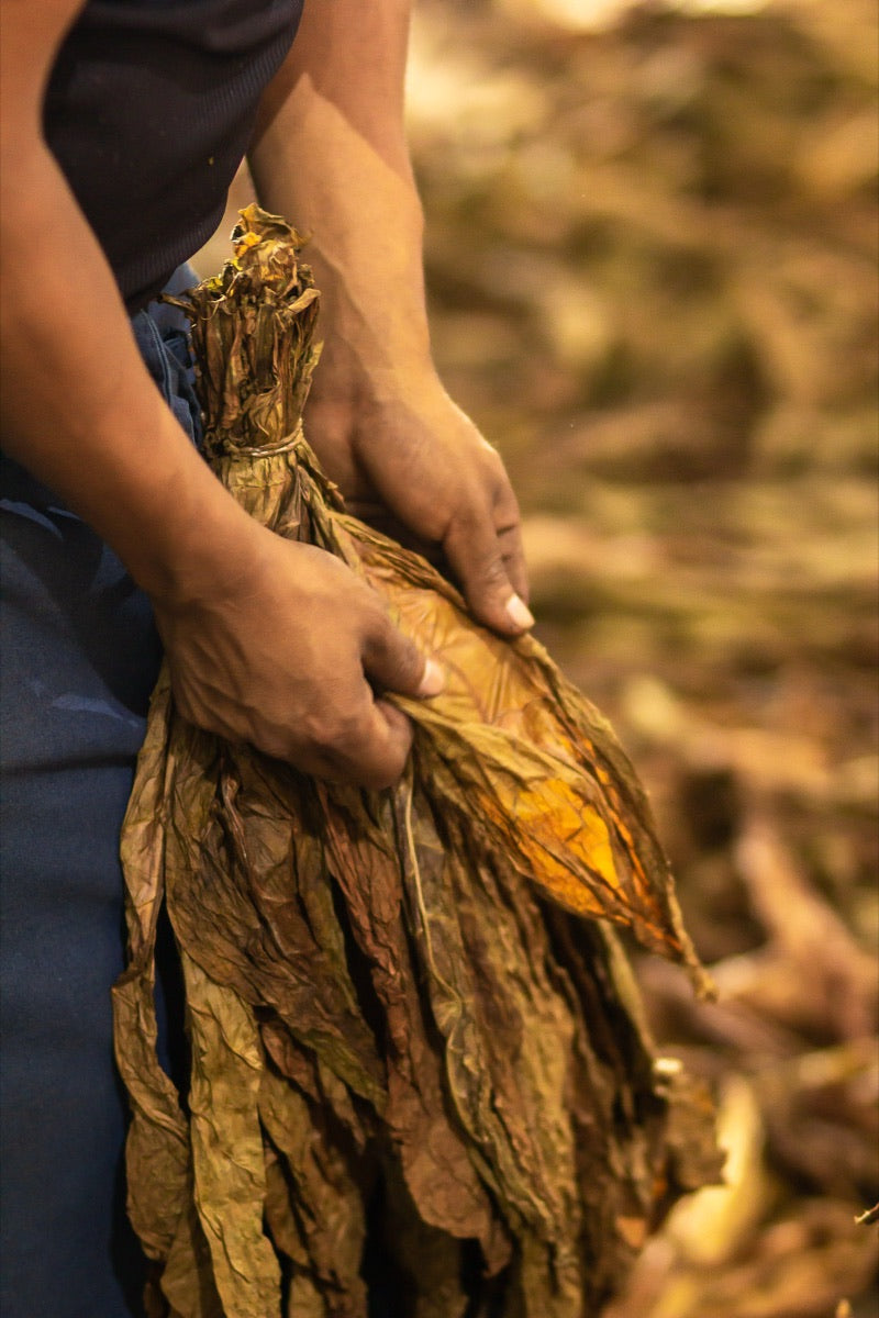 Tercios de tabaco añejándose en la bodega
