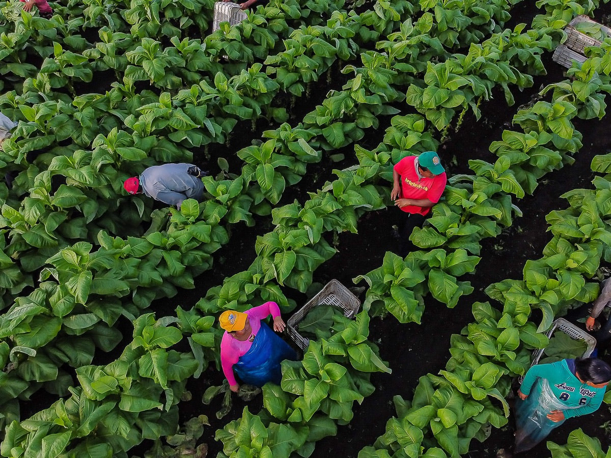 Plantas de tabaco en el campo