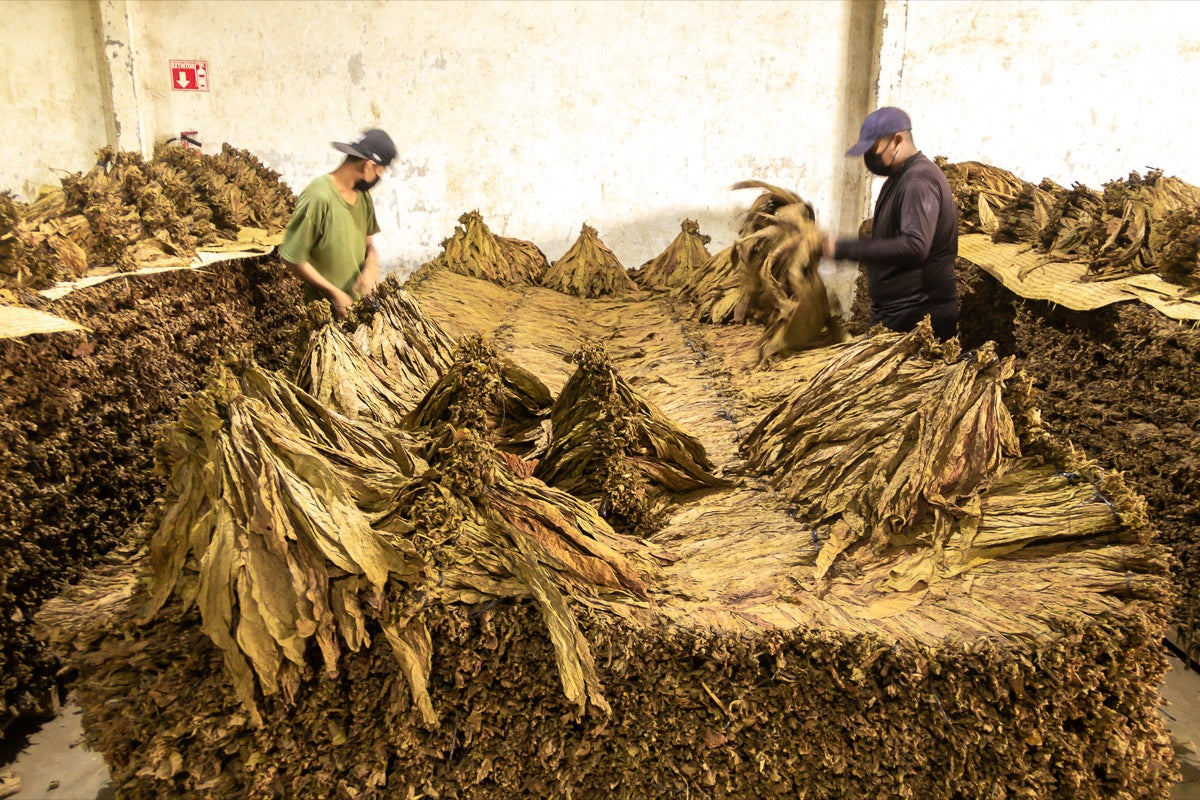 Hojas de tabaco en la bodega Carrión