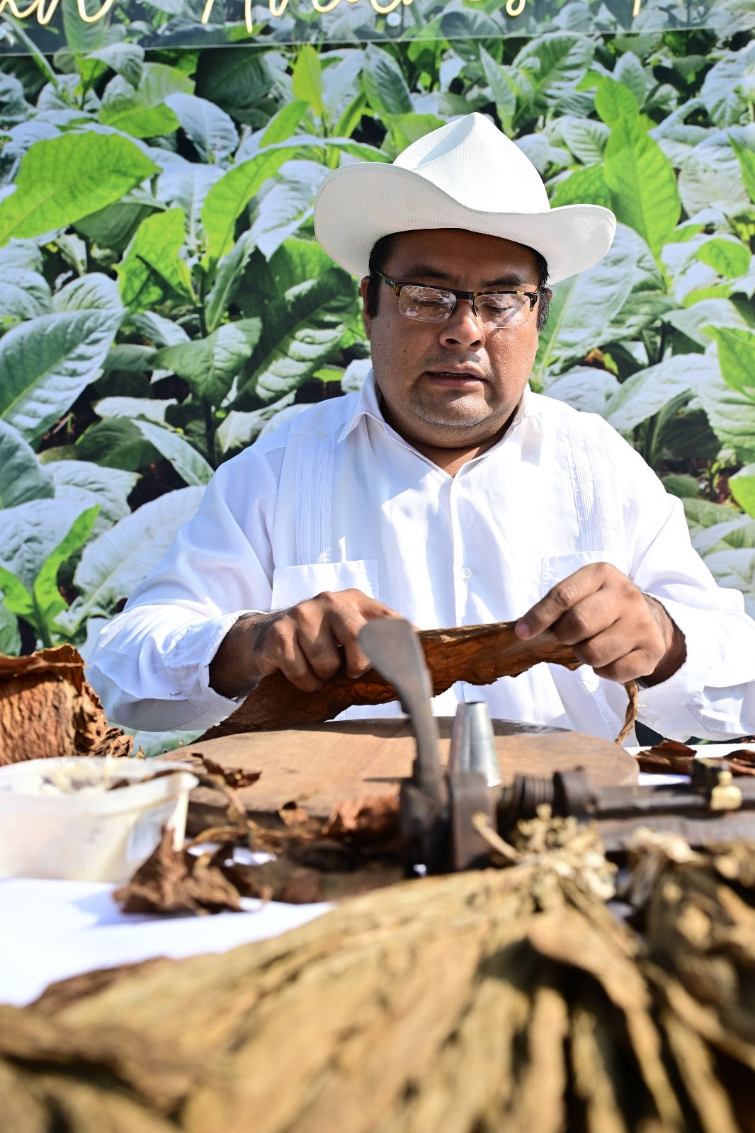 Torcedor con guayabera y sombrero enrollando un puro a mano